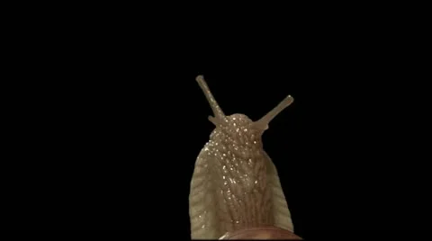 Snail top close up isolated Stock Footage 10944317