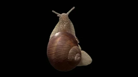 Snail top isolated 01 Stock Footage 10942475
