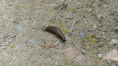Snail trail Stock Footage 110717386