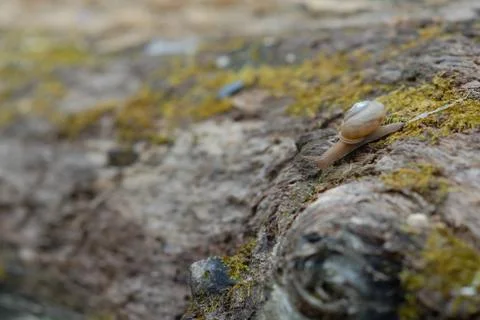 Snail Trail Foto stock