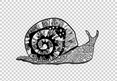 Snail on Transparent Background 스톡 일러스트