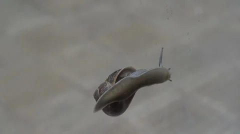 Snail on transparent glass 02 库存影片 30054545