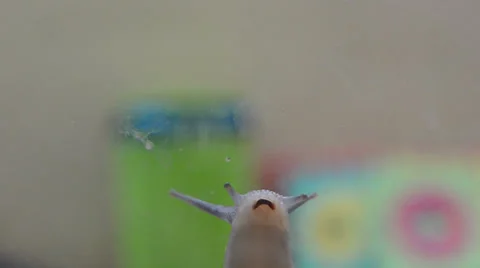 Snail on transparent glass 07 Stock-Footage 30259998