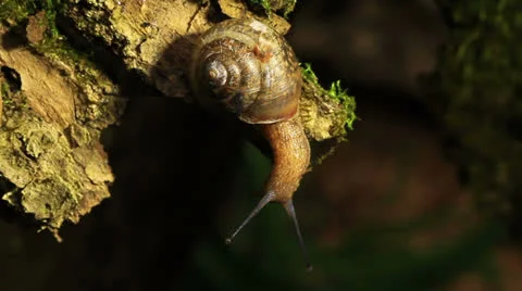 Snail on tree bark. Video stock 23266354