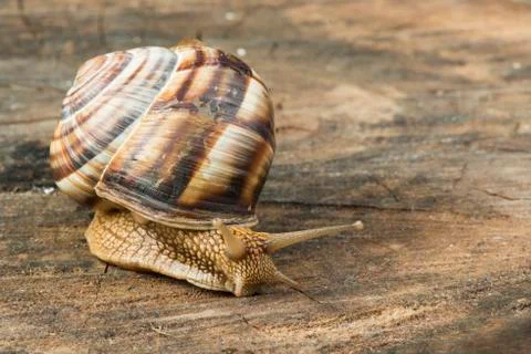 Snail on tree bark Stock Photos