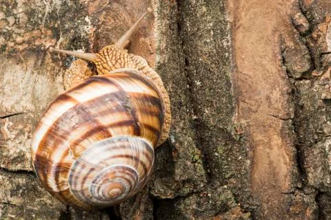 Snail on tree bark Stock Photos