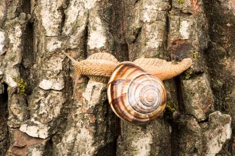 Snail on tree bark Stock Photos
