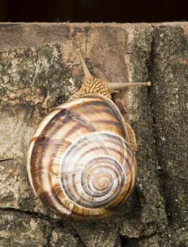 Snail on tree bark Foto stock