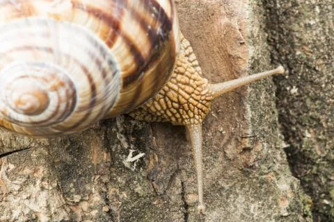 Snail on tree bark Stock Photos