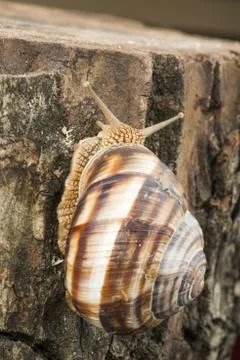 Snail on tree bark Stock Photos