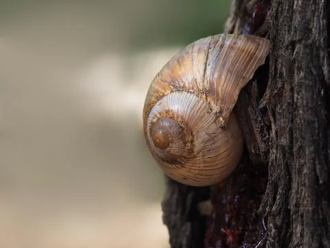 Snail on tree bark Stockfoto's
