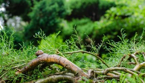 Snail on the tree branch of the dwarf tree. Close up, Selective focus. Stock Photos