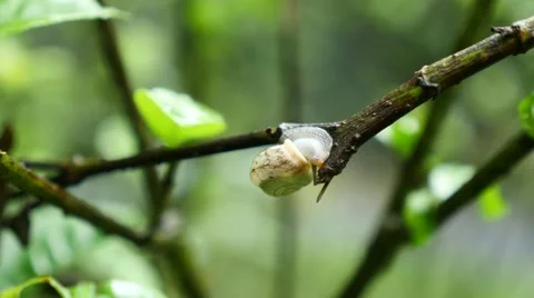 Snail on a tree branch Stock Footage 52912305