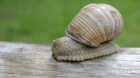 Snail on a tree branch Stock Footage 76950244