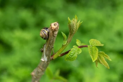 Snail on a tree branch in the forest Stock Photos