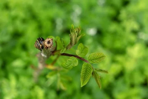 Snail on a tree branch in the forest Stock Photos