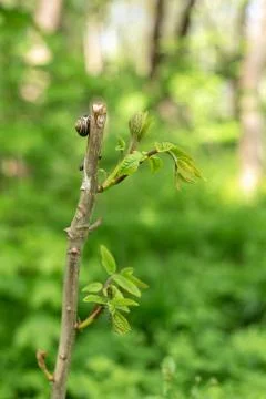 Snail on a tree branch in the forest Stock Photos
