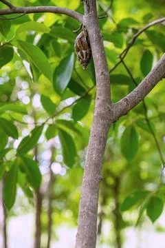 Snail on Tree Branch Stockfoto's