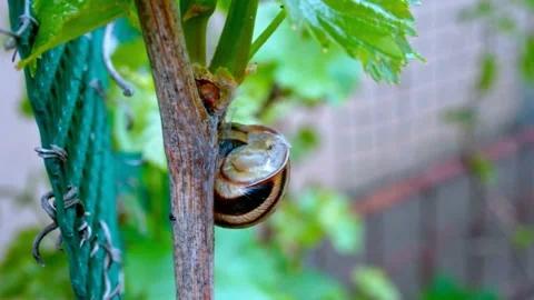 Snail on tree branches close up Video stock 130251264
