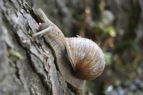 Snail on tree close up Stock Photos