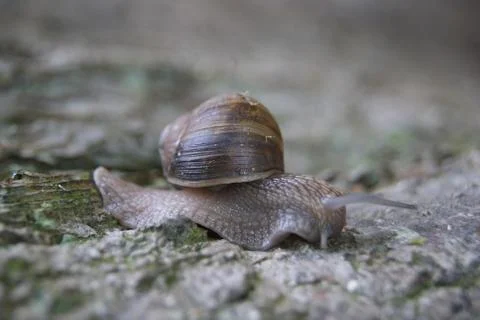 Snail on tree close up Stock Photos