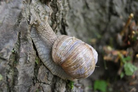 Snail on tree close up Stock Photos