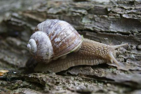 Snail on tree close up Stock Photos