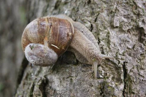 Snail on tree close up Stock Photos