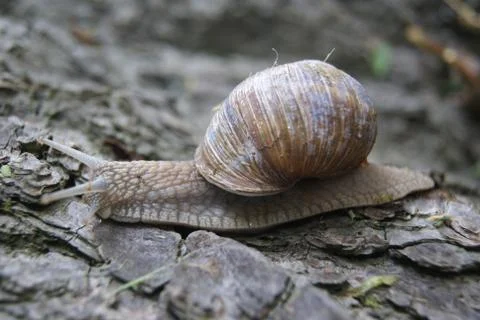 Snail on tree close up Stock Photos