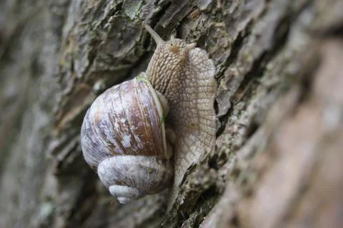 Snail on tree close up Stock Photos