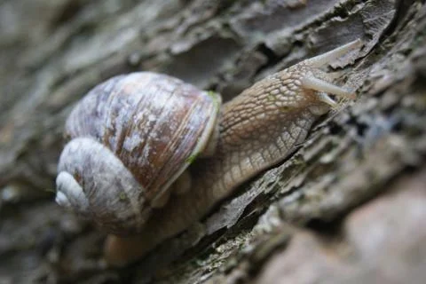 Snail on tree close up Stock Photos