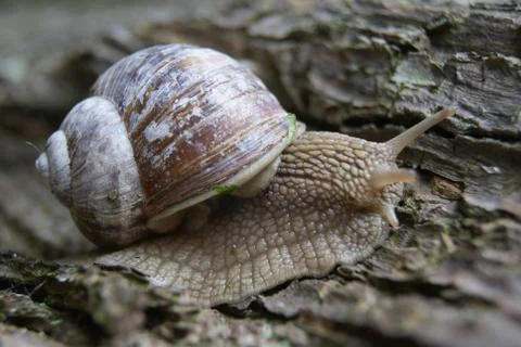 Snail on tree close up Stock Photos