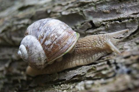 Snail on tree close up Stock Photos