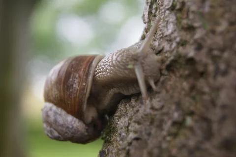 Snail on tree close up Stock Photos