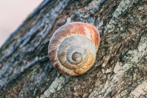 Snail on a tree close up Stockfoto's