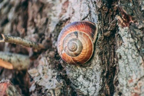 Snail on a tree close up Stockfoto's