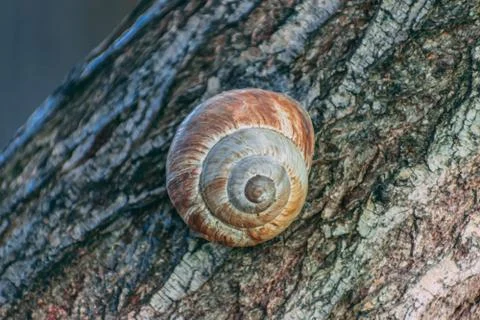 Snail on a tree close up Stock Photos