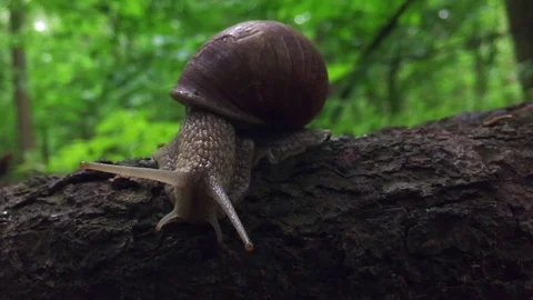 Snail on a tree Stock Footage 77208844