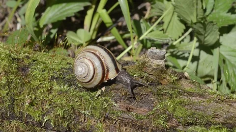 Snail on tree Video stock 103348380
