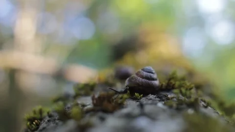Snail on a Tree 動画素材 134835030