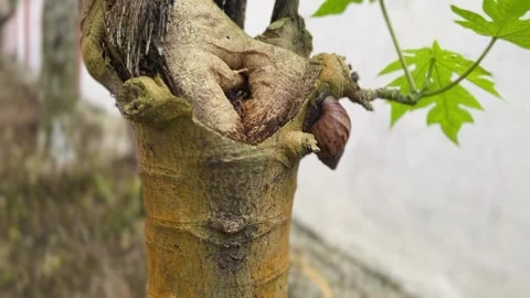 Snail on a tree Stock Footage 234857377