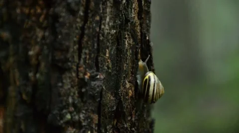 Snail on tree going up Stock Footage 52931720