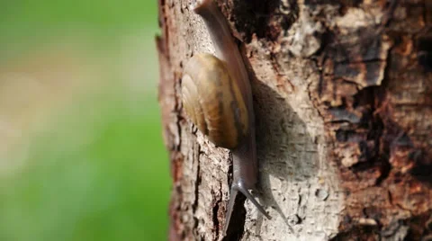 Snail on a tree going up slowly. 스톡 동영상 66929032