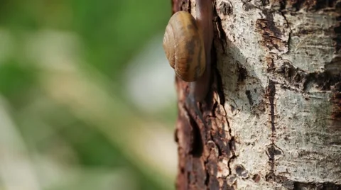 Snail on a tree going up slowly. 스톡 동영상 67463594