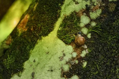 Snail, tree island Stock Photos