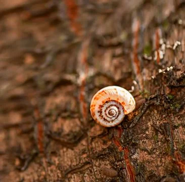 Snail on a tree Stock Photos