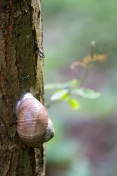 Snail on tree Stock Photos