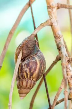 Snail on a tree Stock Photos
