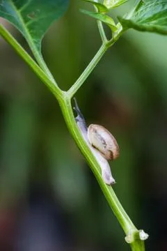 Snail on tree Stock Photos