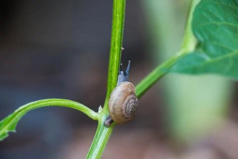 Snail on tree Stock Photos